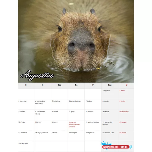 2026 Kapibara – Vicces fali naptár (A4)