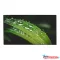 Dahua Videofal kijelző 55" LS550KDH-UF, 24/7, UHD, 700